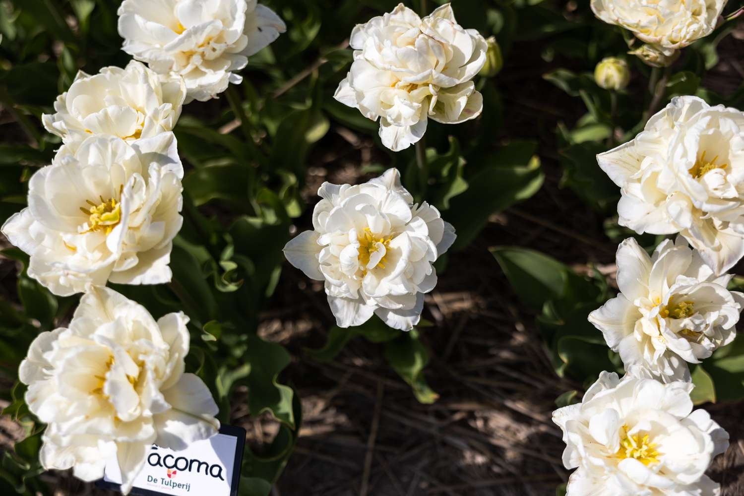 Tulppaani 'Mount Tacoma'